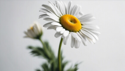 Fototapeta na wymiar daisy flower, isolated white background, copy space for text 