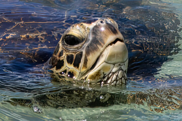 Green Sea Turtle Swimming Close Up in Hawaii