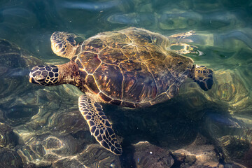 Green Sea Turtle Swimming Close Up in Hawaii