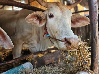 Thai white cows in the cowshed munching on grass.