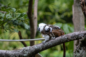 Mono, titi, madre, zoo, natural