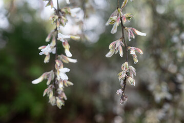 White flowers background under rain. White spanishbroom close-up