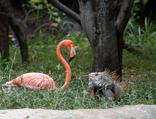 Miradas, Flamenco, zoo, iguana, salvaje