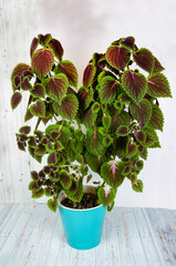 The Coleus plant (lat. Coleus) with beautiful green and pink leaves in a plastic pot on a wooden table. Flora home indoor plants flowers.