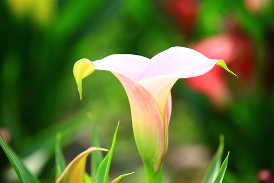 colorful Calla Lily or Arum Lily or Gold Calla flower blooming in garden 