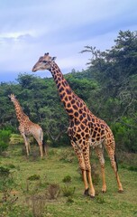 Fototapeta premium Giraffes in a sanctuary