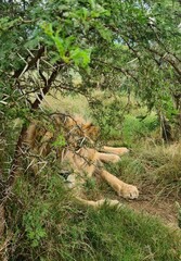 Lion hidding, in a sanctuary