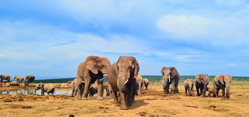 Elephants in National Park