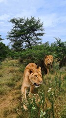 Lions in a sancturaty