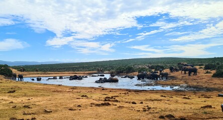 Elephants in National Park