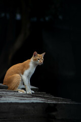 Orange cat relaxing on white bricks. Blurred black background.