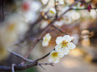 美しく咲く白梅の花