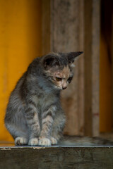 Cute long-haired multi-colored kitten with beautiful big yellow eyes. Beautiful fluffy cat.