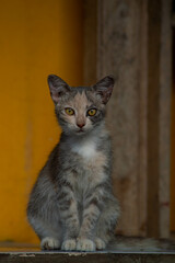 Cute long-haired multi-colored kitten with beautiful big yellow eyes. Beautiful fluffy cat.
