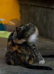 Portrait of a fat mother cat with three beautiful color patterns. Beautiful pet.