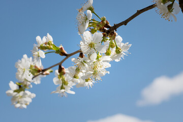 cherry blossom in spring. Low angle view of cherry blossoms against sky