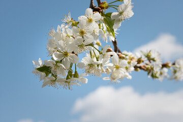 tree flowers. cherry tree blossom. cherry blossom in spring. Low angle view of cherry blossoms against sky