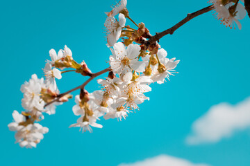 cherry tree blossom. cherry blossom in spring. Low angle view of cherry blossoms against sky