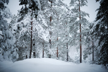 Snow covered pine trees after fresh snowfall