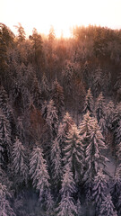 Sunset behind frosty snowy winter trees