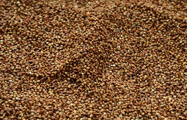 Background texture of a large pile of buckwheat. Many buckwheat grains close-up in daylight