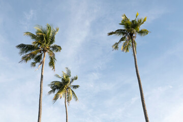 three palm trees against the blue sky