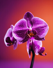 Fototapeta na wymiar purple orchid plant in pots, isolated orange background