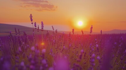 A peaceful sunset over a field of lavender. 