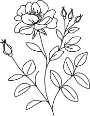 Hand drawn Rose Flower  illustration