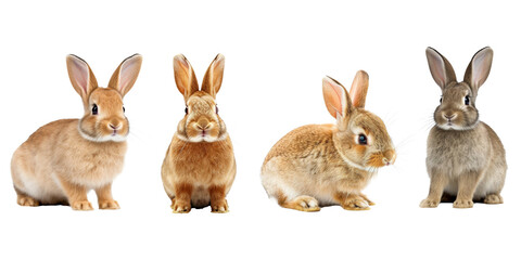 Studio portrait of cute rabbit isolated on transparent png background, happy bunny running on floor, adorable fluffy rabbit that sniffing.