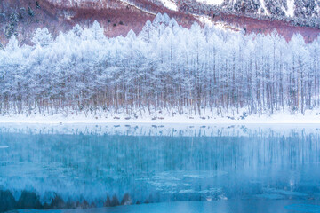 冬の上高地スノーハイク大正池対岸の霧氷とカラ松