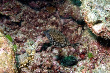 Naklejka na ściany i meble Boxfish in the Andaman Sea – Thailand 