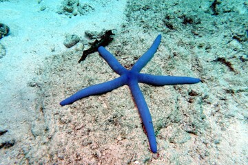 Starfish in the Andaman Sea – Thailand 