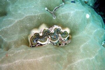 
Tridacninae (giant clam) in the Andaman Sea – Thailand 
