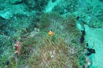 Clownfish (Nemo Fish) in the Andaman Sea – Thailand 
