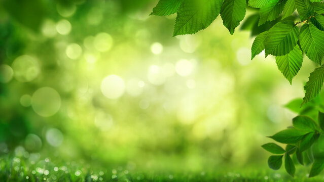 Green leaves framing a stylish natural bokeh background. Ideal as copy space. The beauty of nature as a graphic design concept. 
