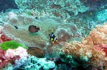 Clownfish (Nemo Fish) in the Andaman Sea – Thailand 