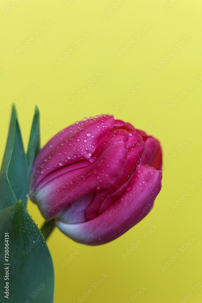 Wall mural pink tulip on a yellow background