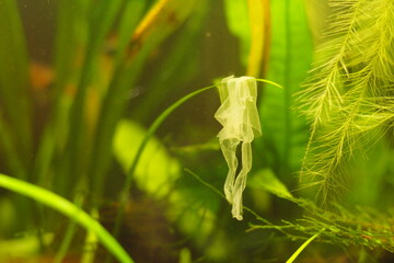 African Dwarf Frog Skin Shed