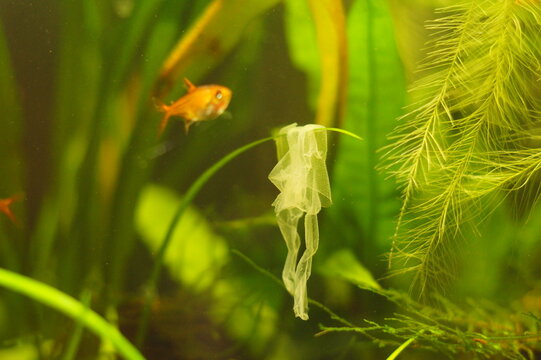 Dwarf Frog Shed Skin on Plant with Tetra