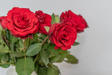 ein Strauß roter Rosen in der Vase