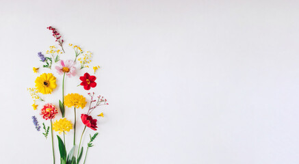 Colorful Wild Flowers, Flat Lay, White Background, Space for Text