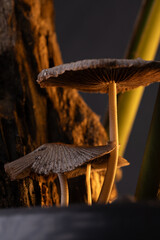 Os cogumelos no solo de arvore