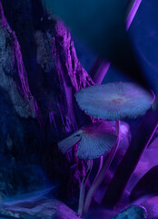 Cogumelos na luz do neon