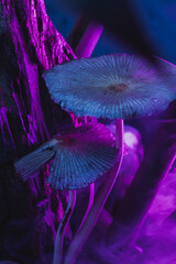 Los hongos iluminados por la luz de la noche