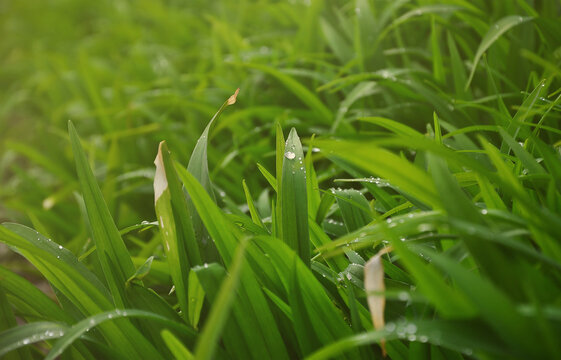 Close-up shot of dense grassy stems with dew drops. Macro shot of wet grass as background image for nature concept