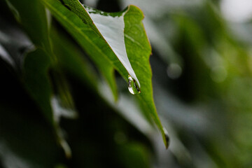 As gotas de orvalho na folhagem em dia de chuva