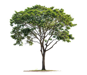 PNG tree transparent background  
