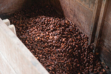 Cocoa almonds. Artisanal chocolate production. Seed fermentation phase. Where the color and flavor...