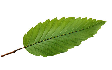 A Green Leaf. This photo showcases a single green leaf placed on a crisp Transparent background, highlighting the vibrant color and intricate details of the leaf.
